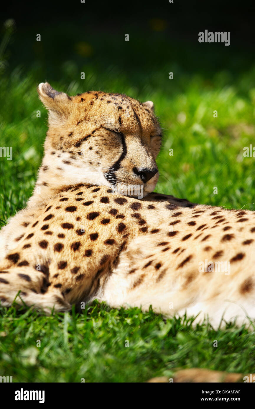 White cheetah hi-res stock photography and images - Alamy