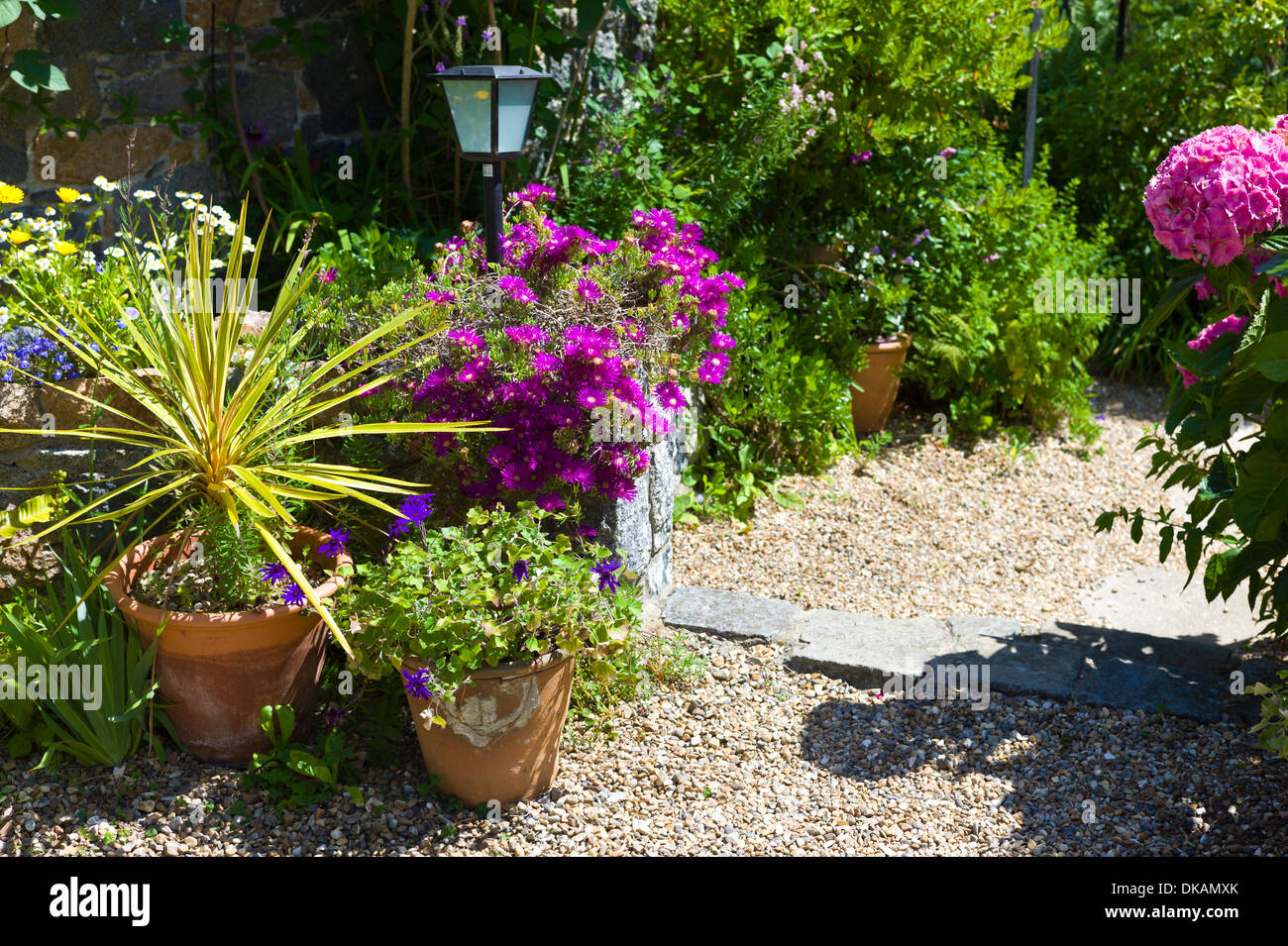 Detail section of a flower border in a Guernsey garden open to the public with specimen lampranthus in flower Stock Photo