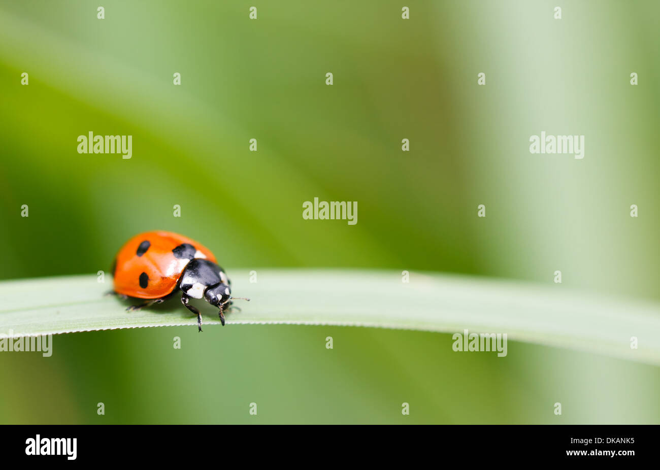 Seven spot ladybird on a green leaf Stock Photo