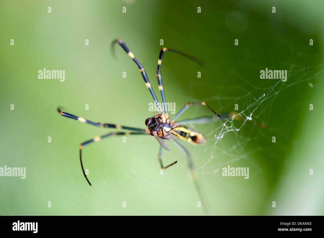 Close up of spider trapping fly in web Stock Photo