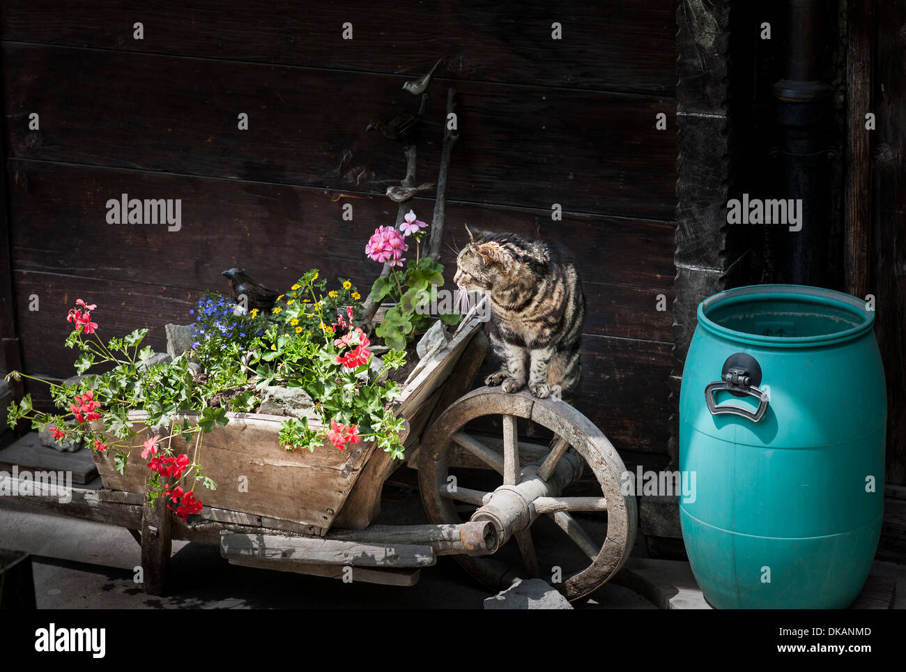 Domestic cat squatting on wheel of garden wheelbarrow in a sunny spot in a garden in Wengen Switzerland Stock Photo