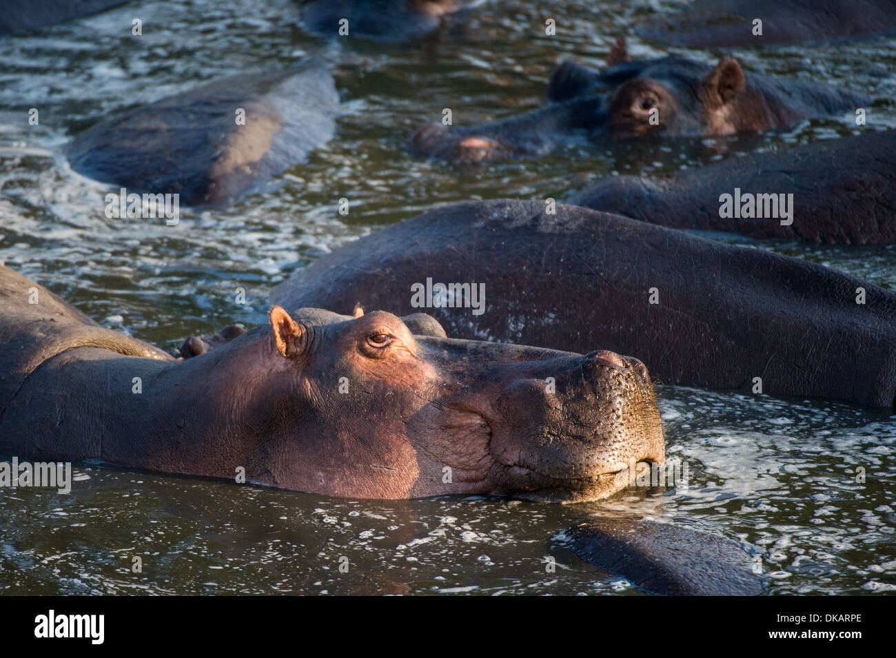 Hippopotamus (Hippopotamus amphibius), Katavi National Park, Tanzania Stock Photo