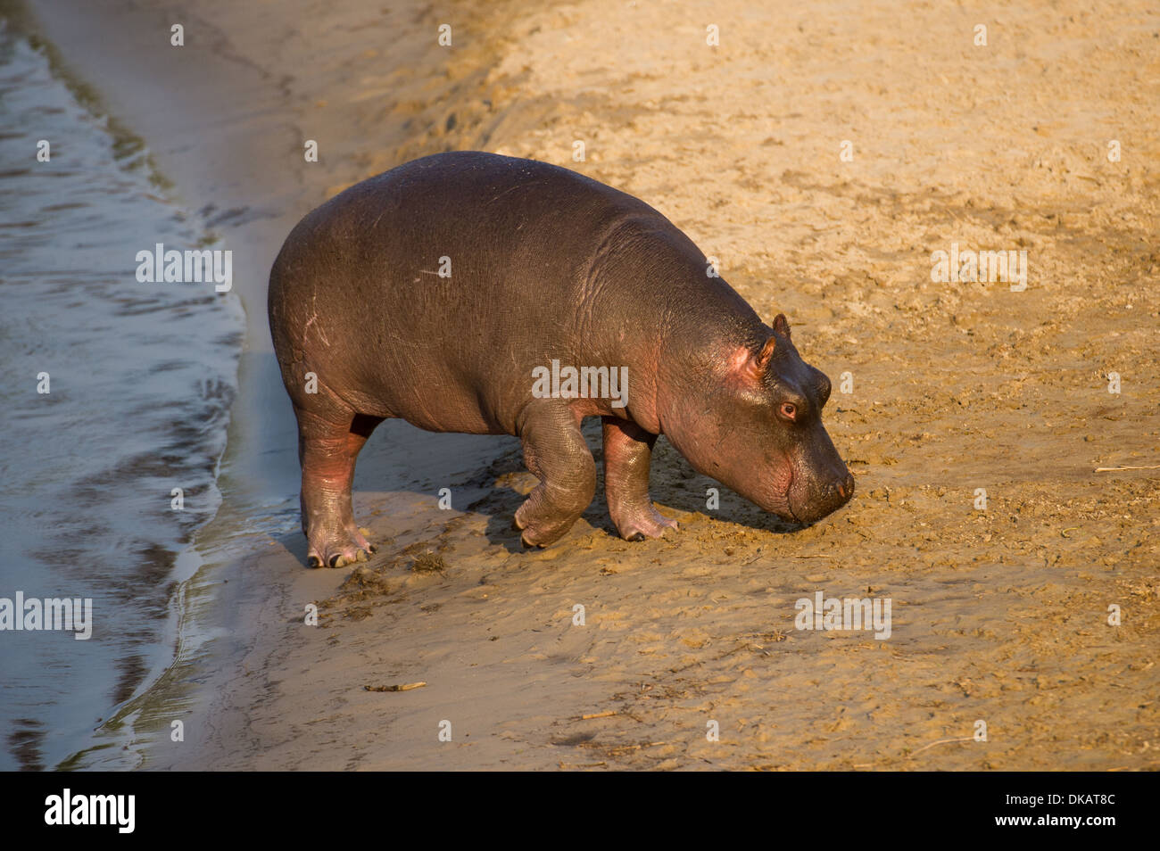 barby hippopotamus hippopotamus amphibius