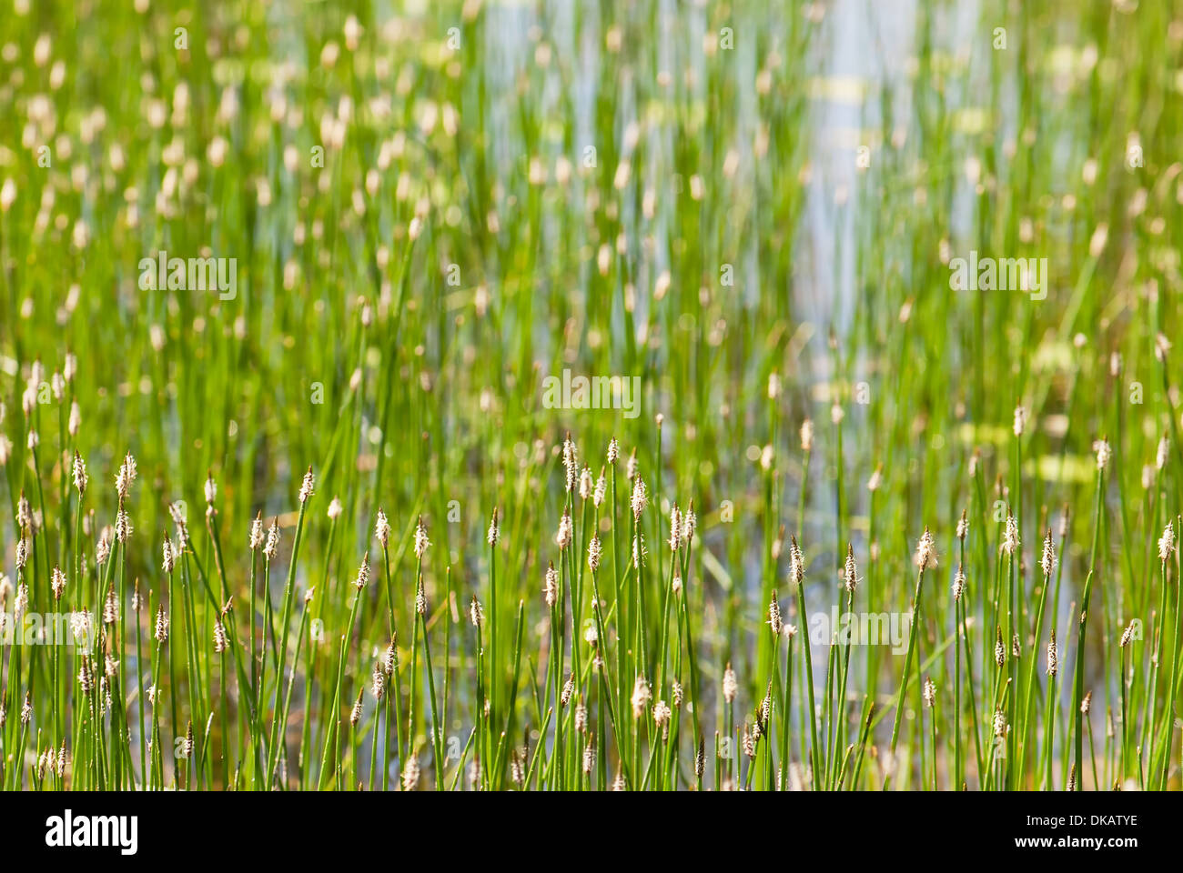 Watery vegetation hi-res stock photography and images - Alamy