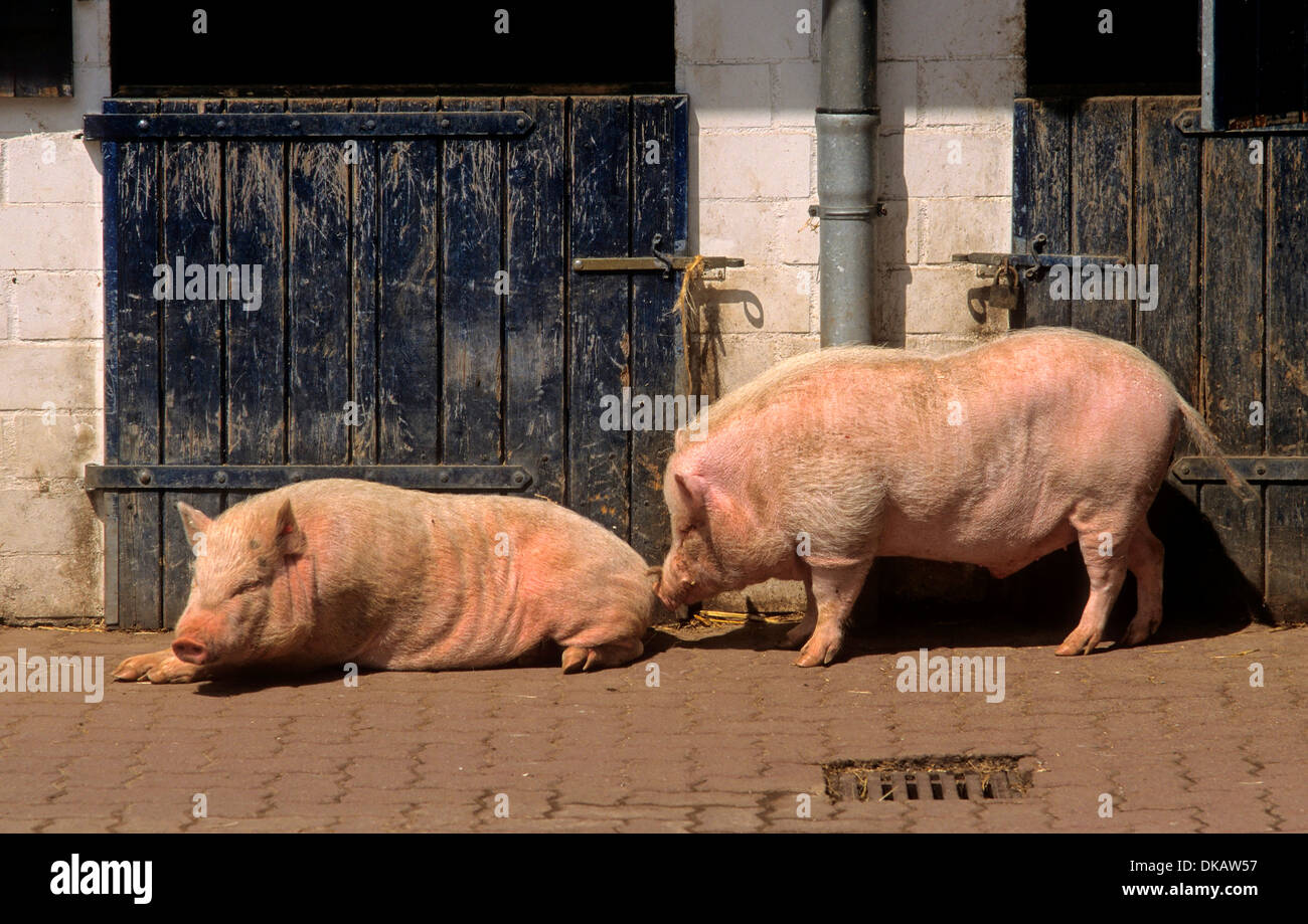 Göttinger Minischwein, Miniature pig Stock Photo Alamy