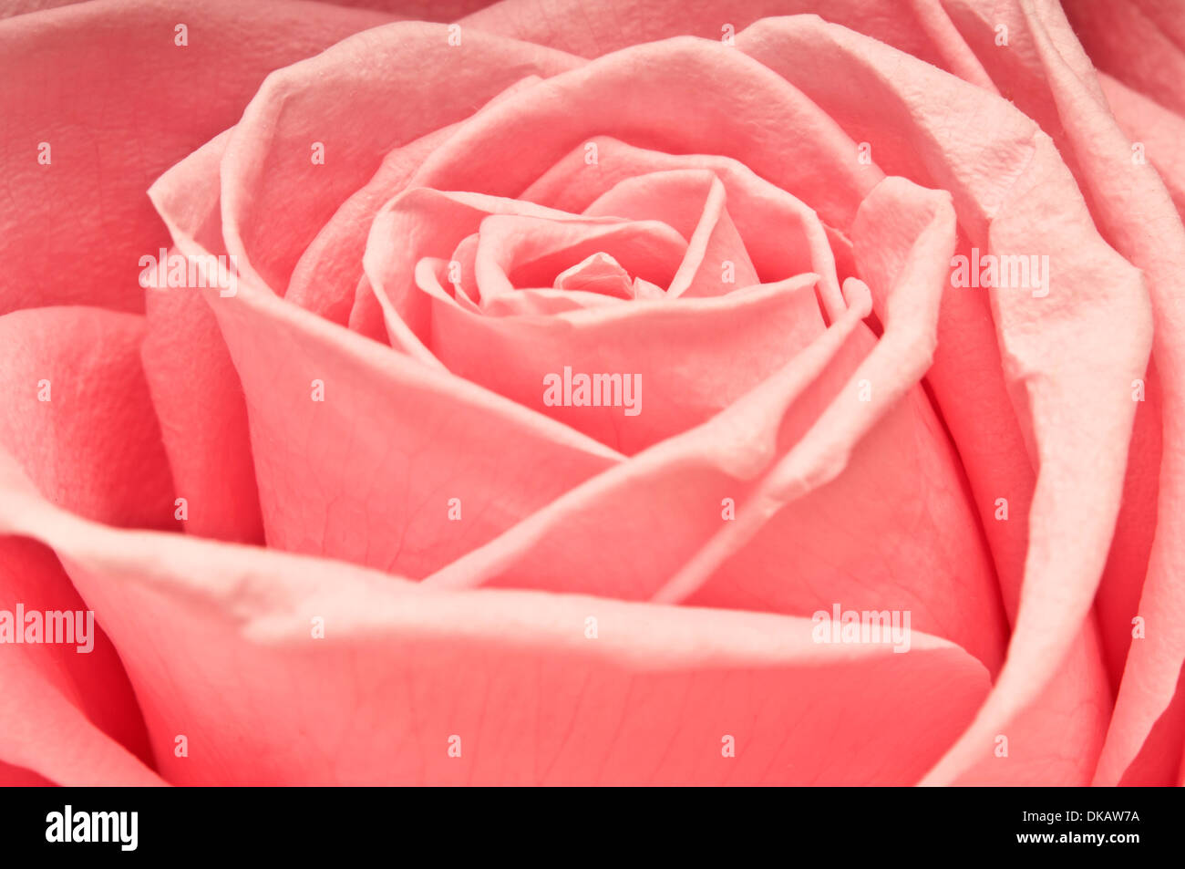 The pink rose hi-res stock photography and images - Alamy