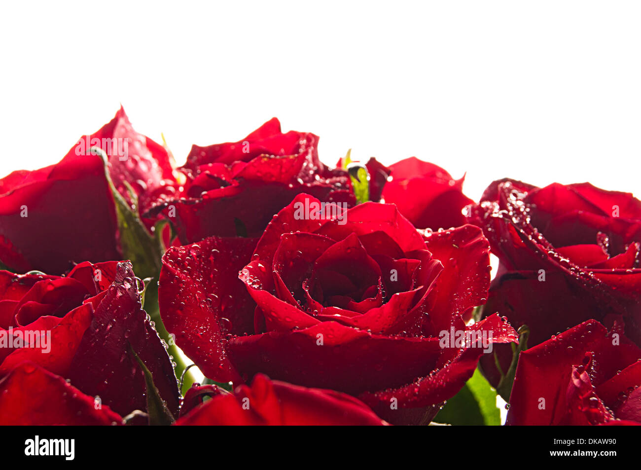 bunch of red roses Stock Photo