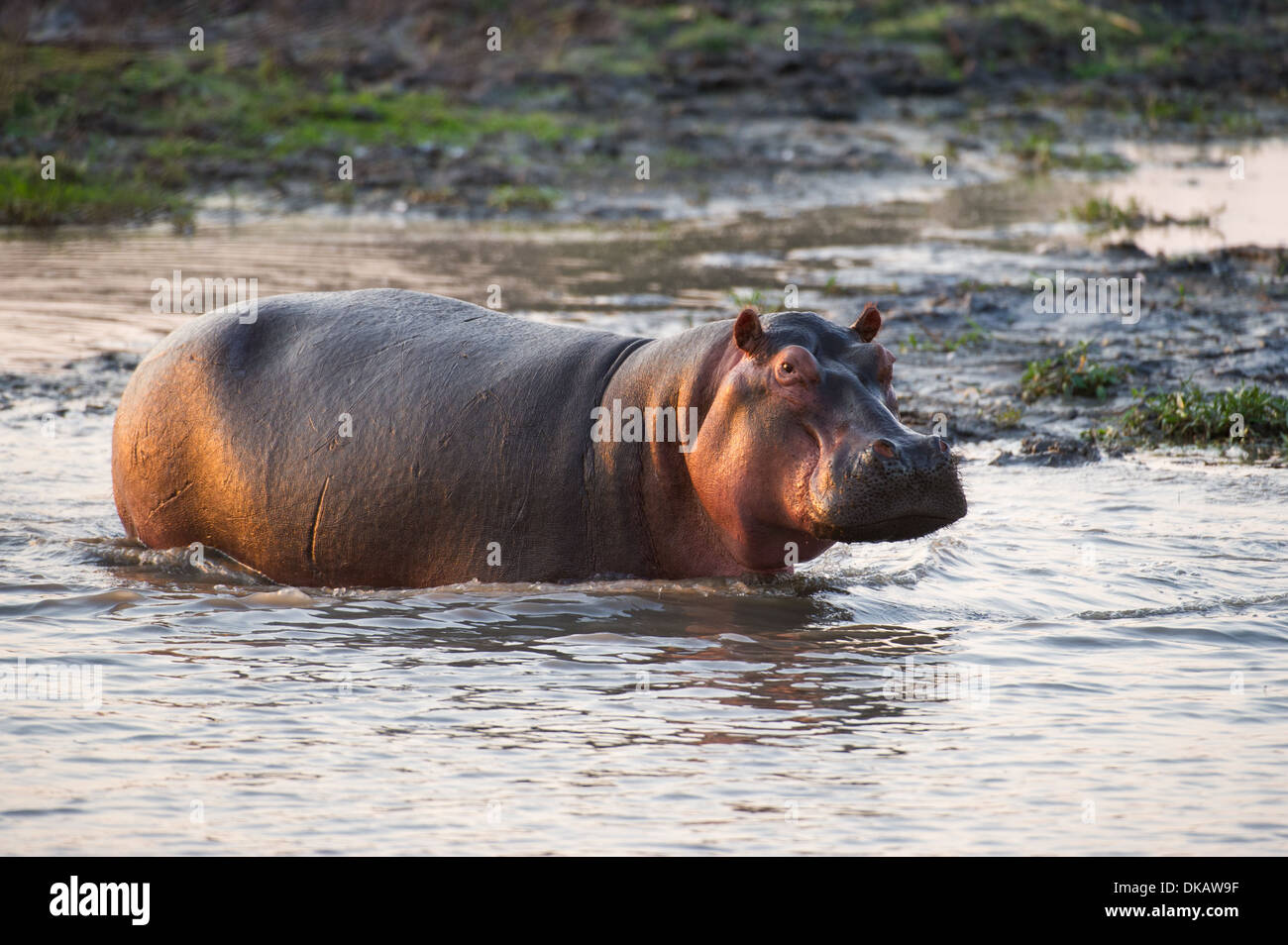 Hippopotamus (Hippopotamus amphibius), Katavi National Park, Tanzania Stock Photo