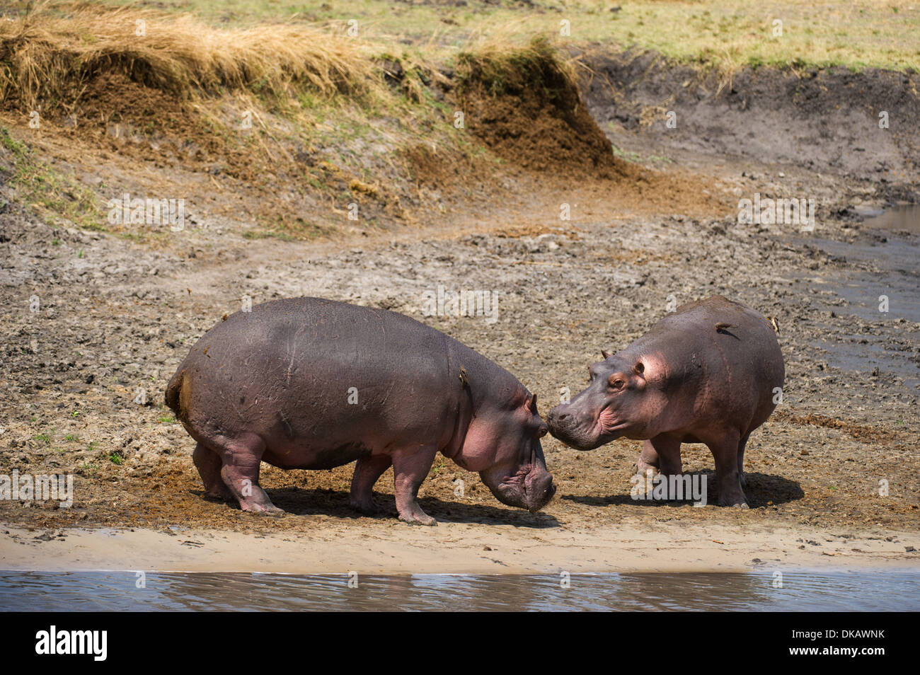 Hippopotamus (Hippopotamus amphibius), Katavi National Park, Tanzania Stock Photo