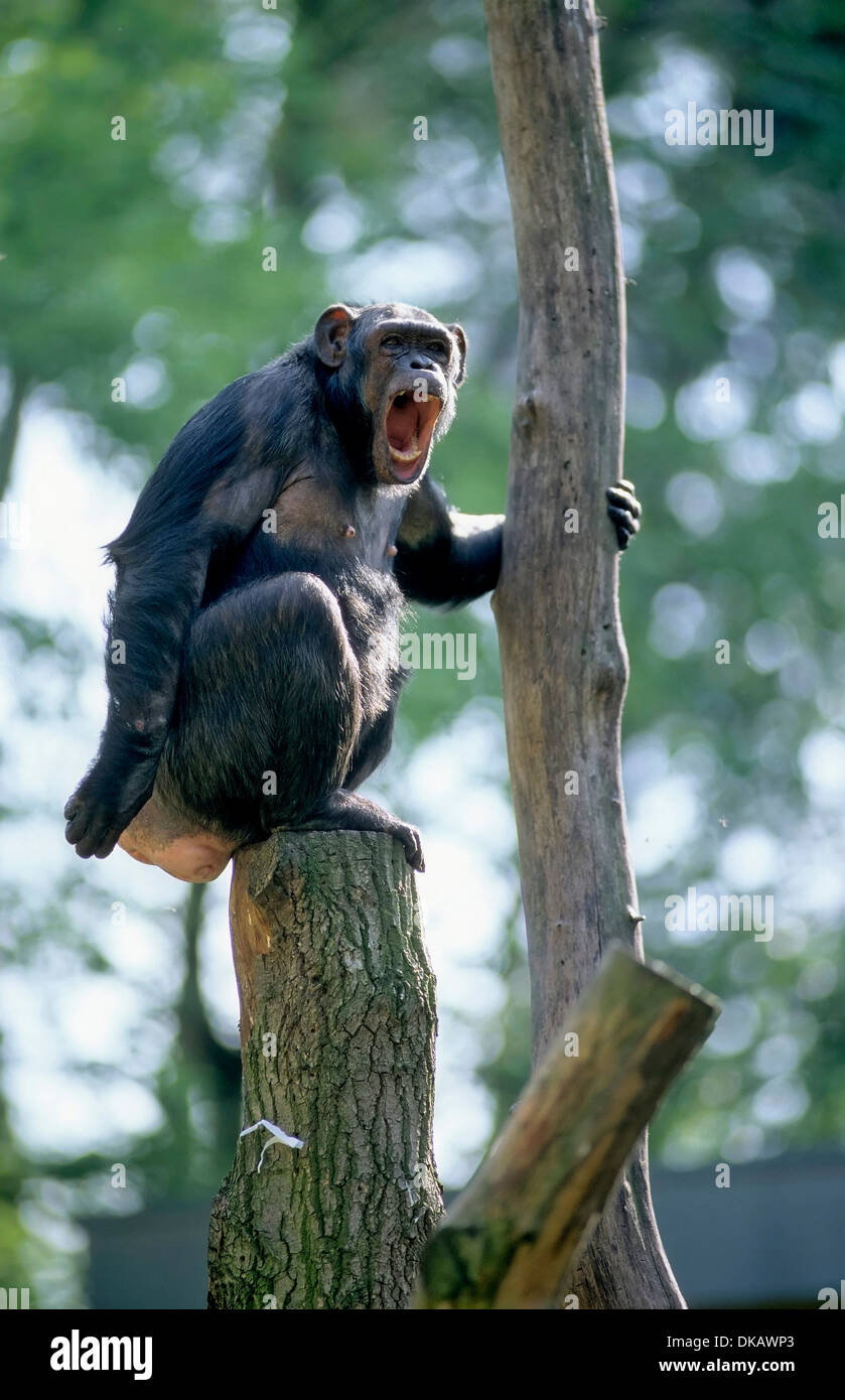 Common Chimpanzee (Pan troglodytes), Gemeiner Schimpanse (Pan troglodytes) Tierpark Gettorf Stock Photo