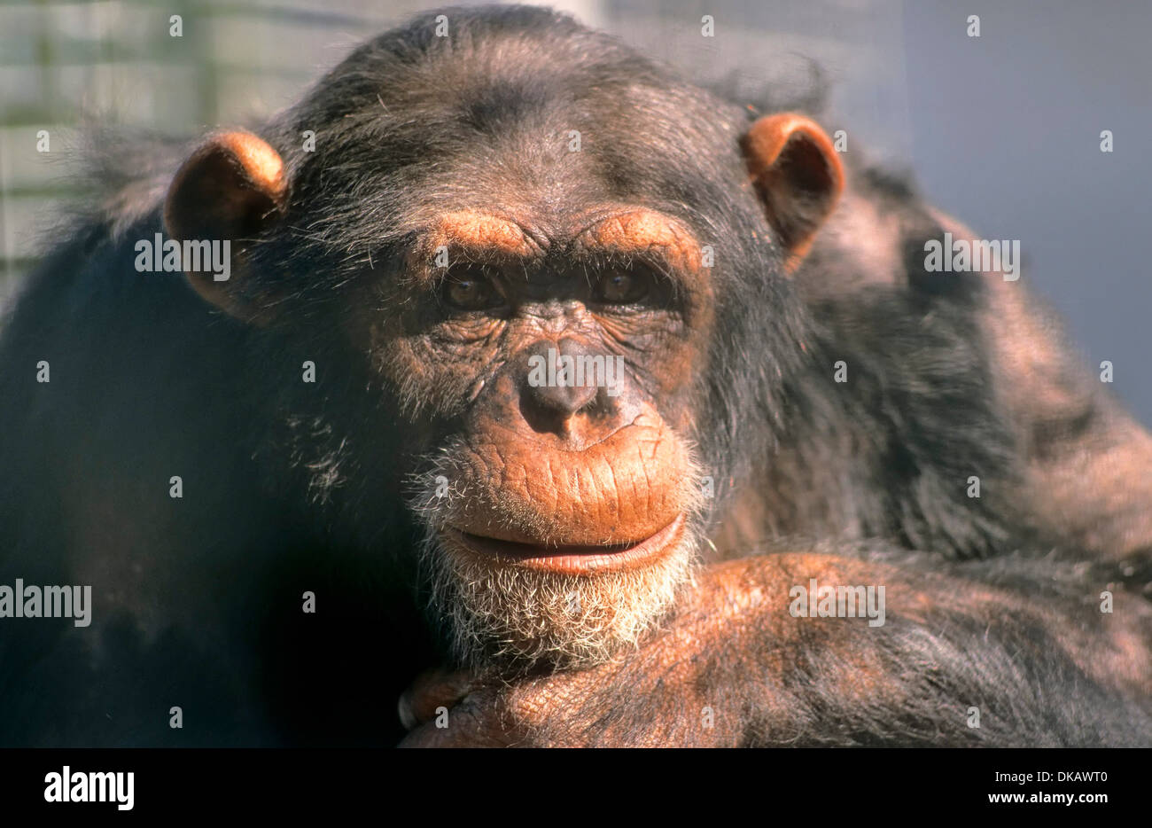 Common Chimpanzee (Pan troglodytes), Gemeiner Schimpanse (Pan troglodytes) Tierpark Gettorf Stock Photo