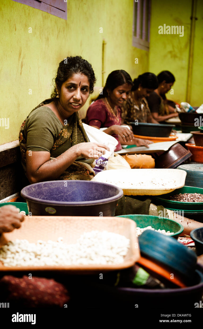 Peeling cashew nuts by hand. Kollam, India Stock Photo