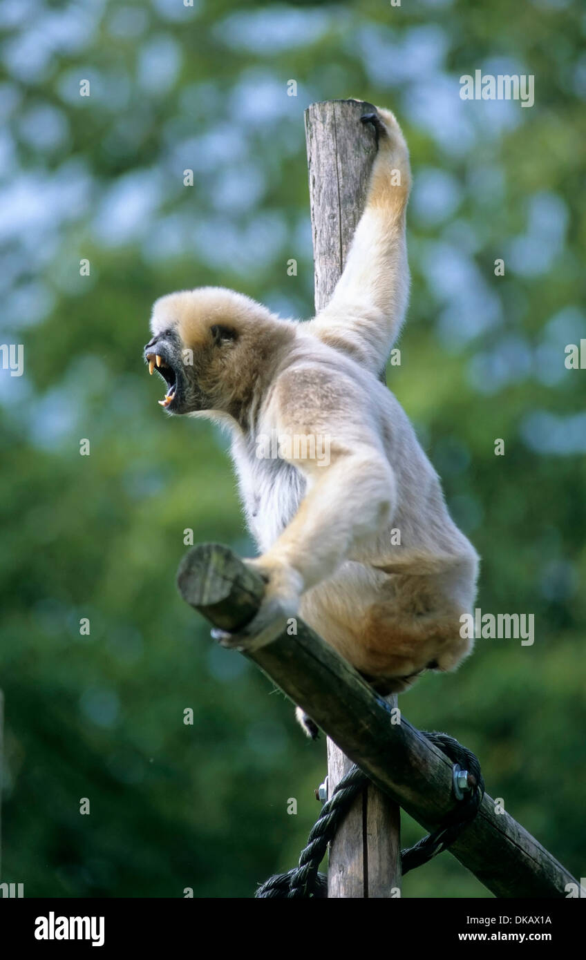 yellowcheeked gibbon (Nomascus gabriellae), yellowcheeked crested