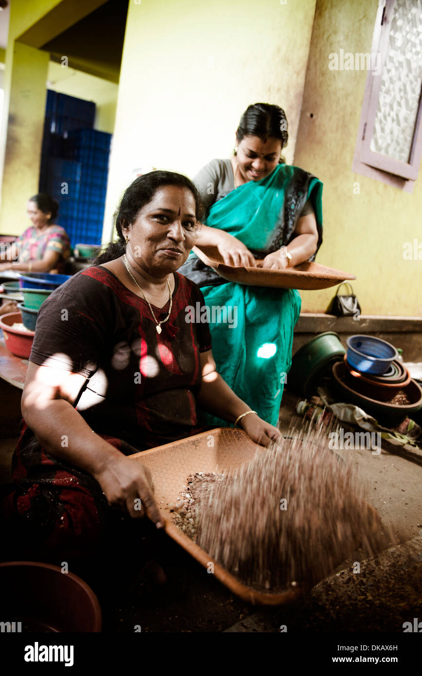 Peeling cashew nuts by hand. Kollam, India Stock Photo Alamy