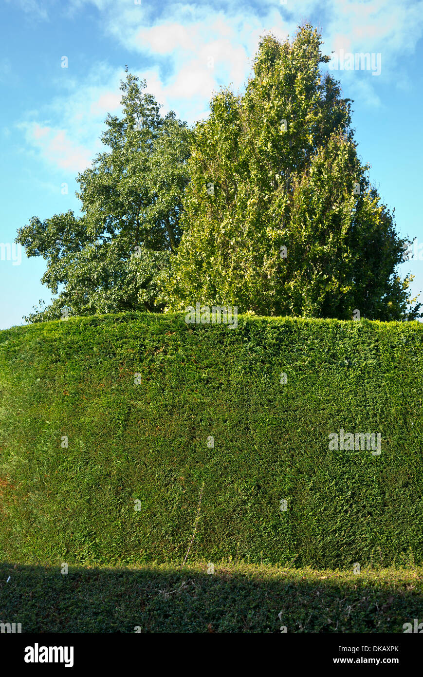Verdant hedges hi-res stock photography and images - Alamy