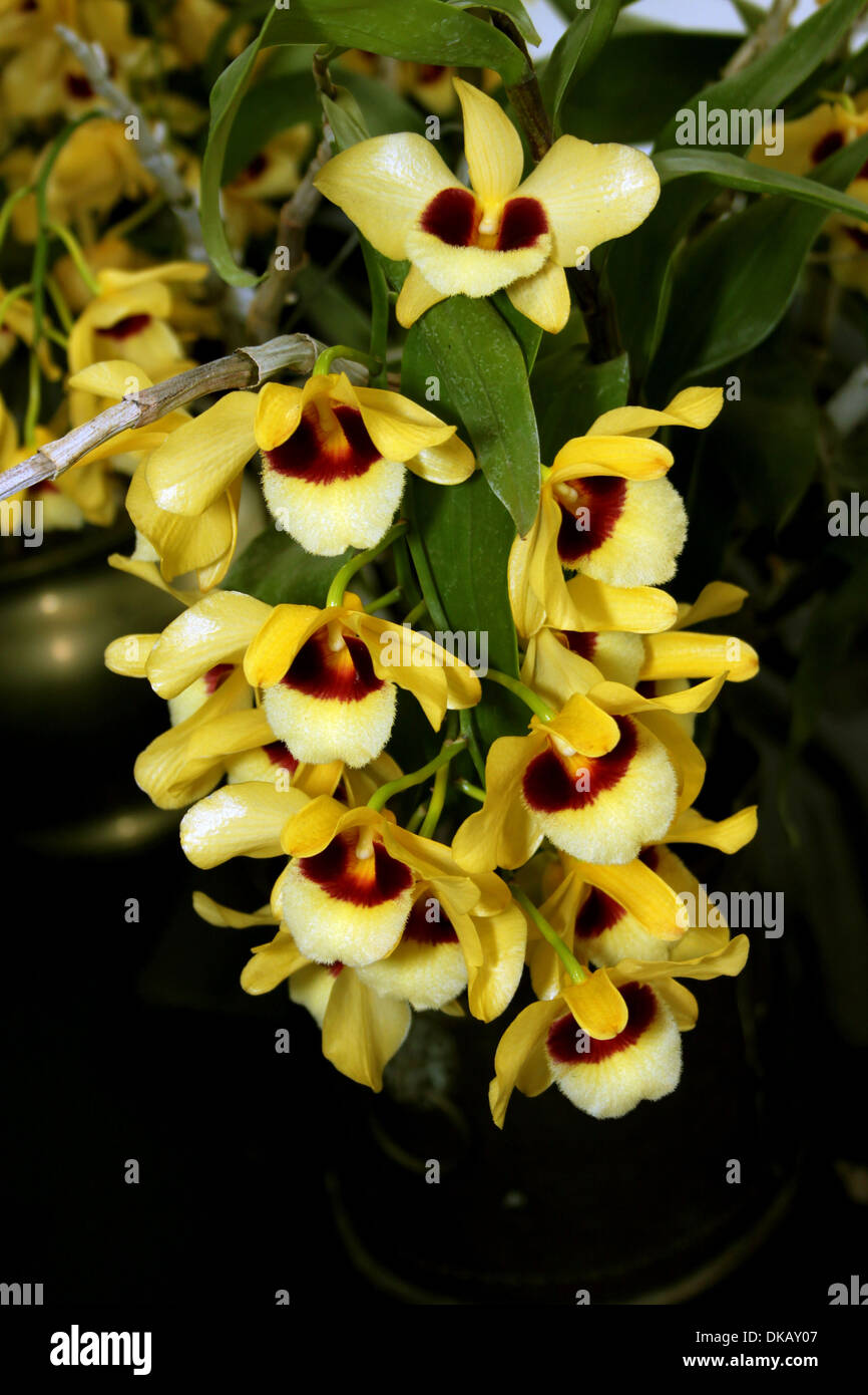 Colorful Orchid Species Bright Yellow and Brown Picture Stock Photo