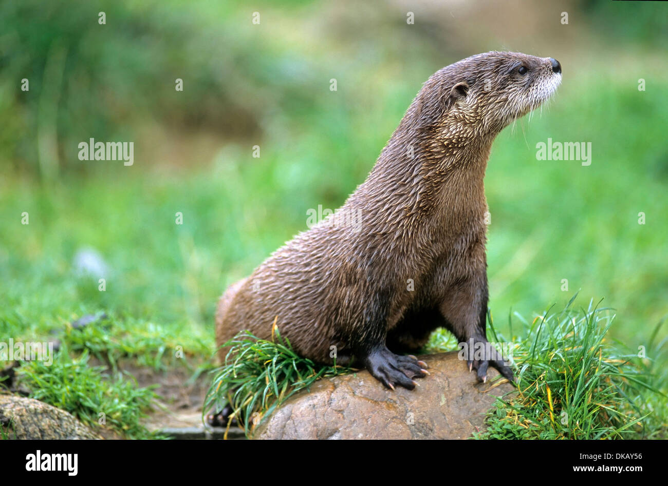 North American river otter (Lontra canadensis), northern river otter, common otter Stock Photo