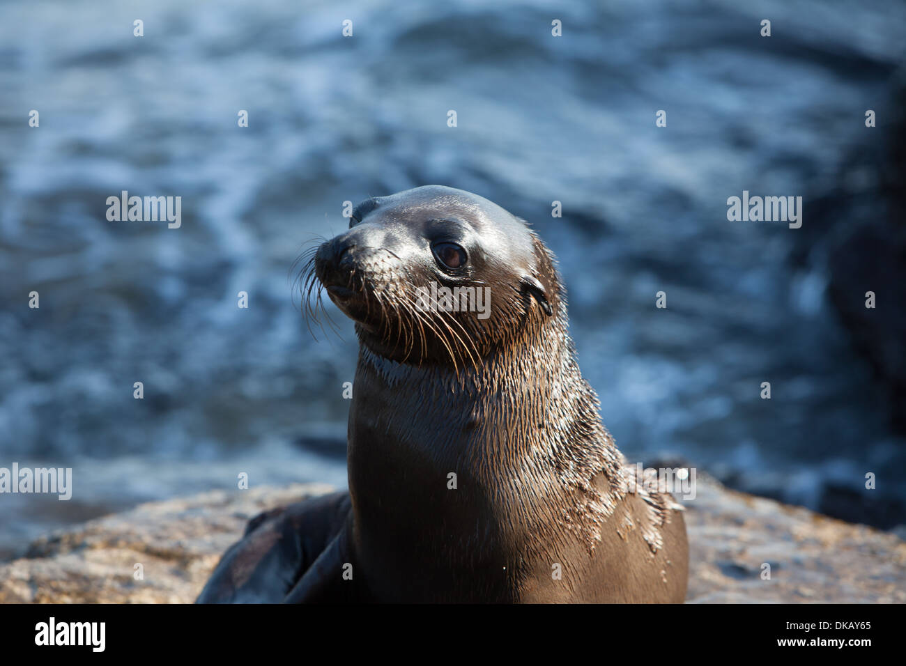 Galapagos sea lion sitting  on a rock Stock Photo