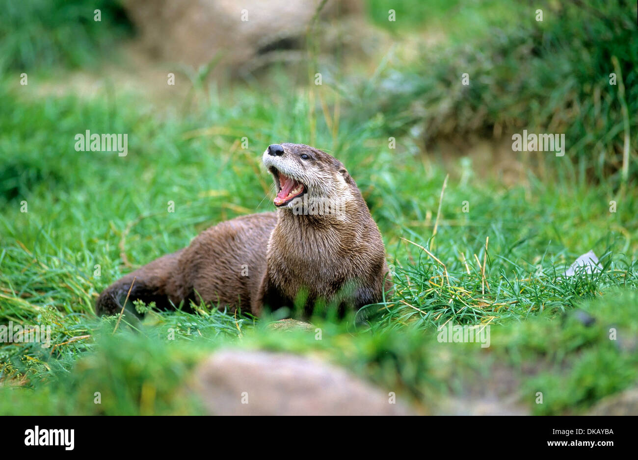 North American river otter (Lontra canadensis), northern river otter, common otter Stock Photo