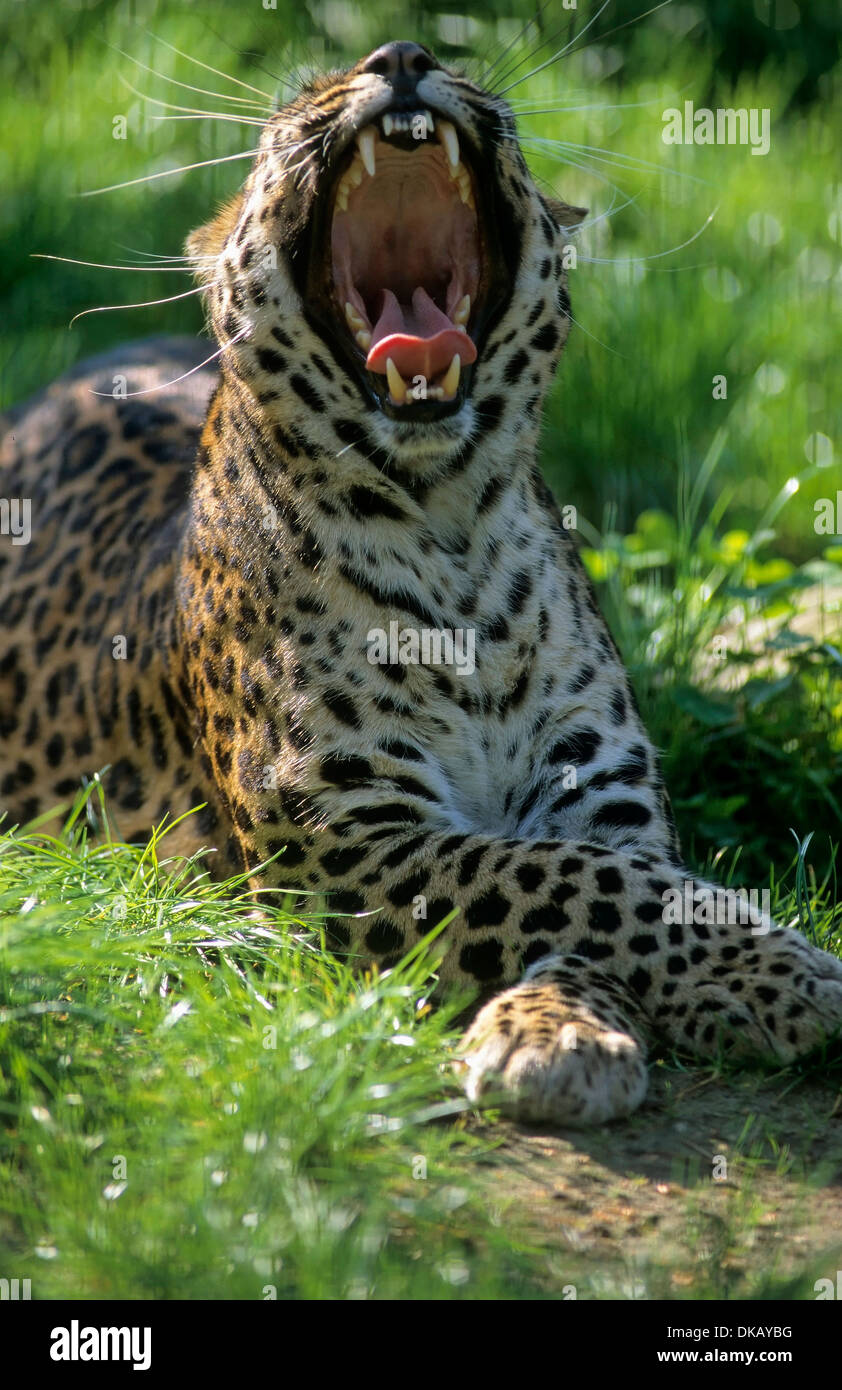 Indochinese leopard, Indochina-Leopard, Hinterindischer Leopard (Panthera pardus delacouri), Raritaet Tierpark Nordhorn Stock Photo