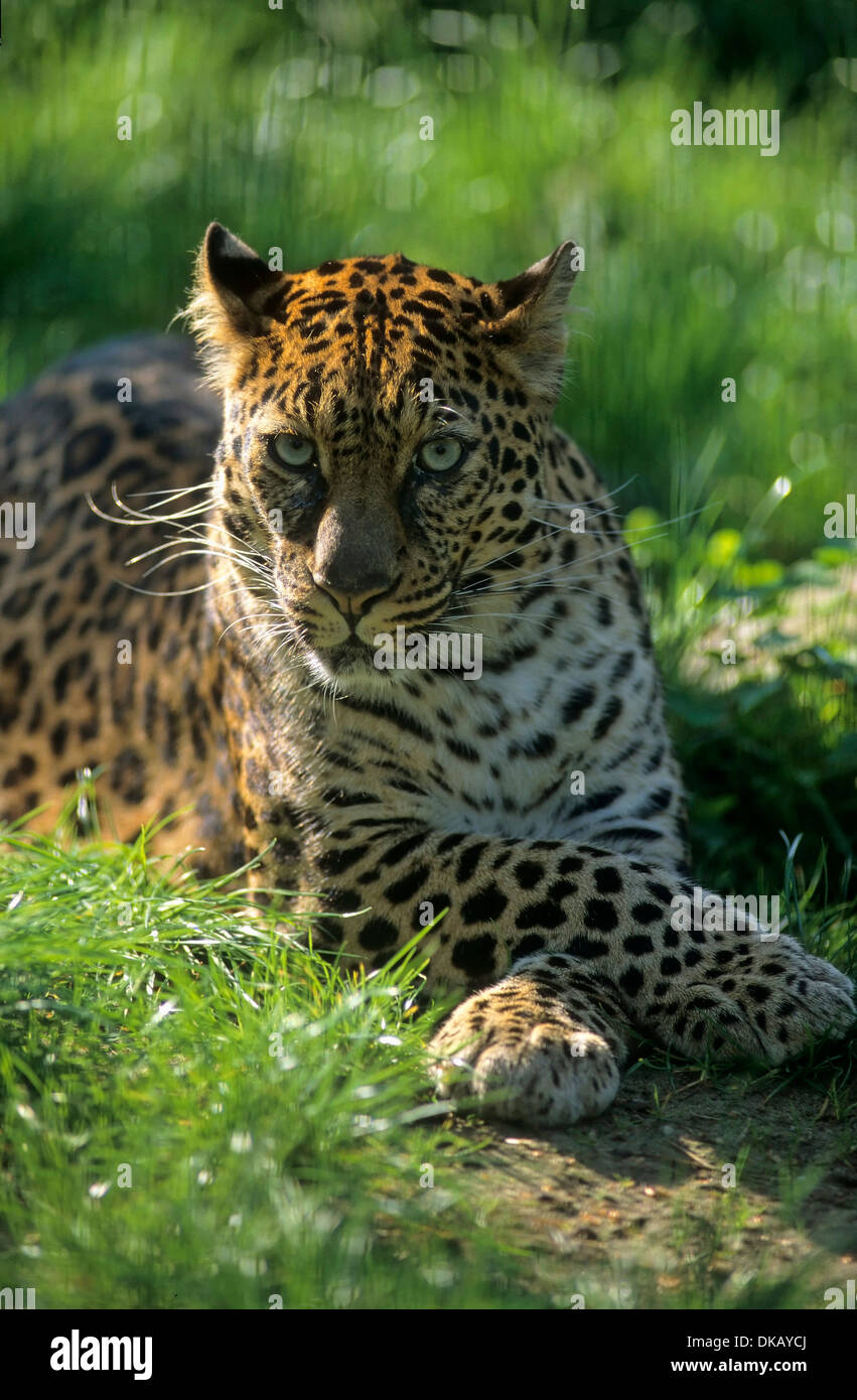 Indochinese leopard, Indochina-Leopard, Hinterindischer Leopard (Panthera pardus delacouri), Raritaet Tierpark Nordhorn Stock Photo