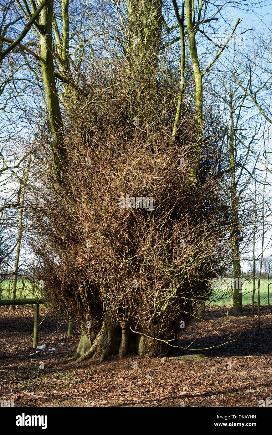 Dense basal growth at foot of a beech tree in UK Stock Photo