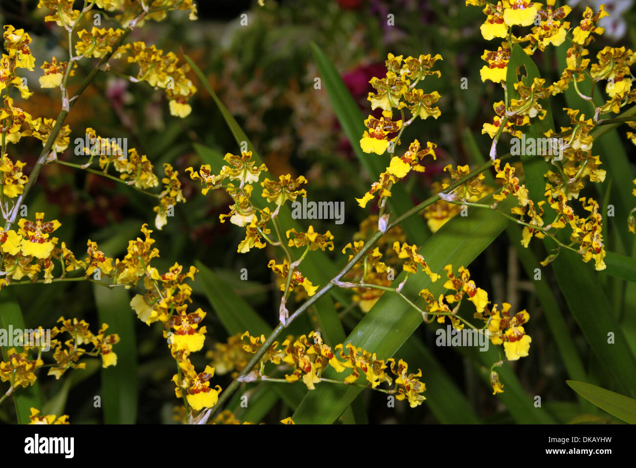 Colorful Orchid Species Oncidium Golden Anniversary Bright Yellow and Brown Picture Stock Photo