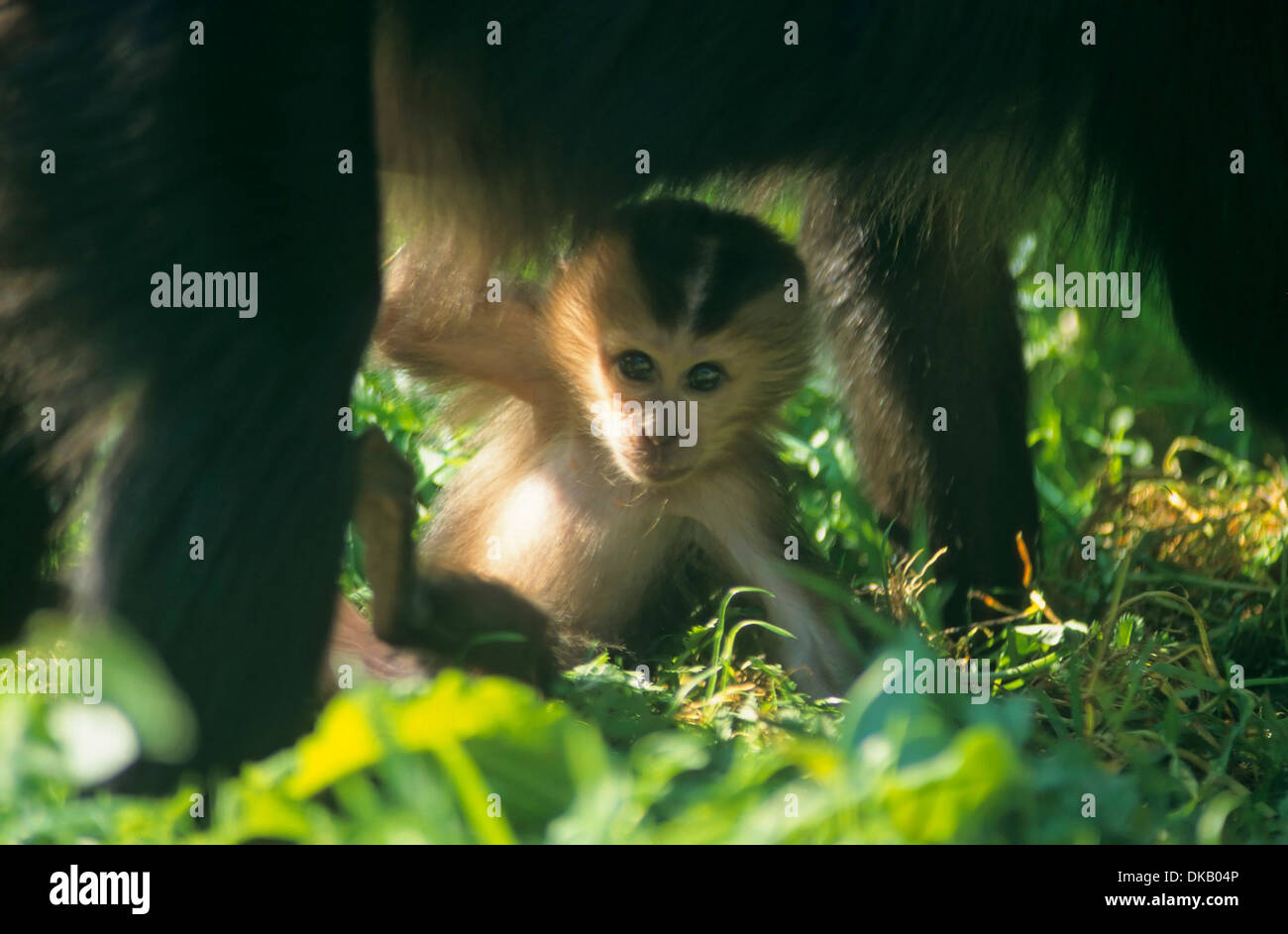 lion-tailed macaque (Macaca silenus), wanderoo, Bartaffe, Wanderu (Macaca silenus), Jungtier, Stock Photo