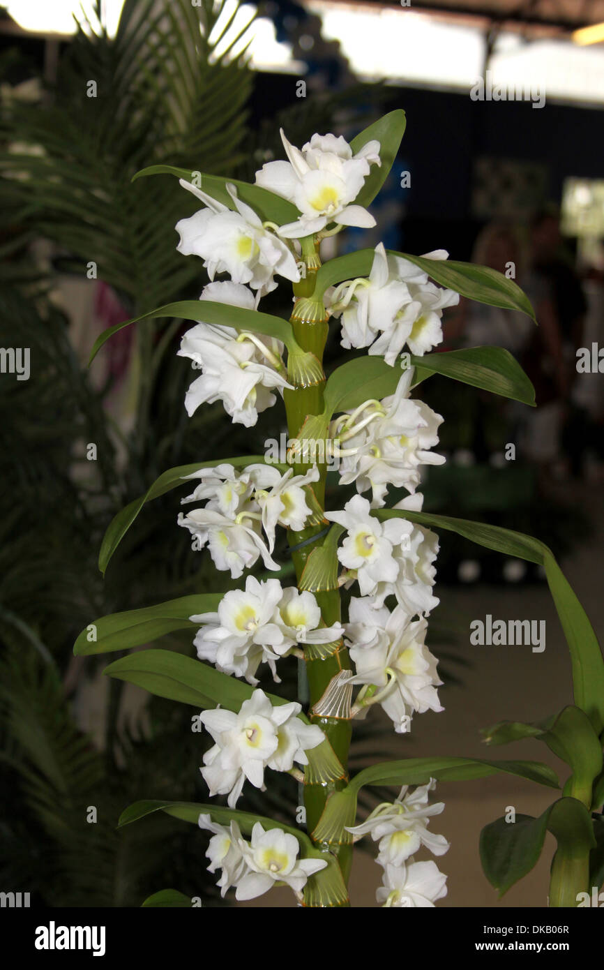 Colorful Orchid Species Satyrium cristatum var longilabiatum Plain Bright White Picture Stock Photo