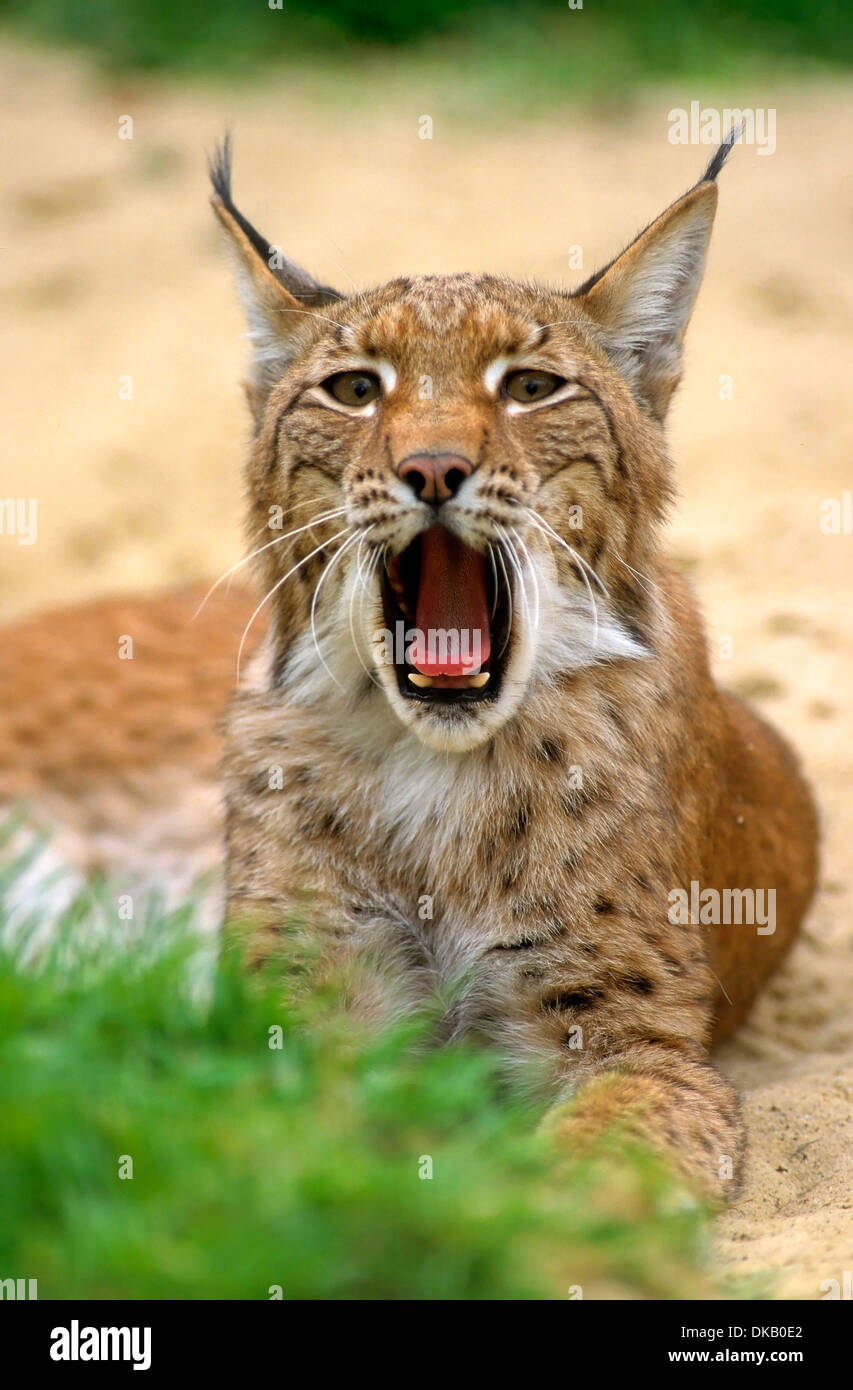 Eurasian lynx (Lynx lynx), Europäischer Luchs, Eurasischer Luchs (Lynx lynx) Stock Photo