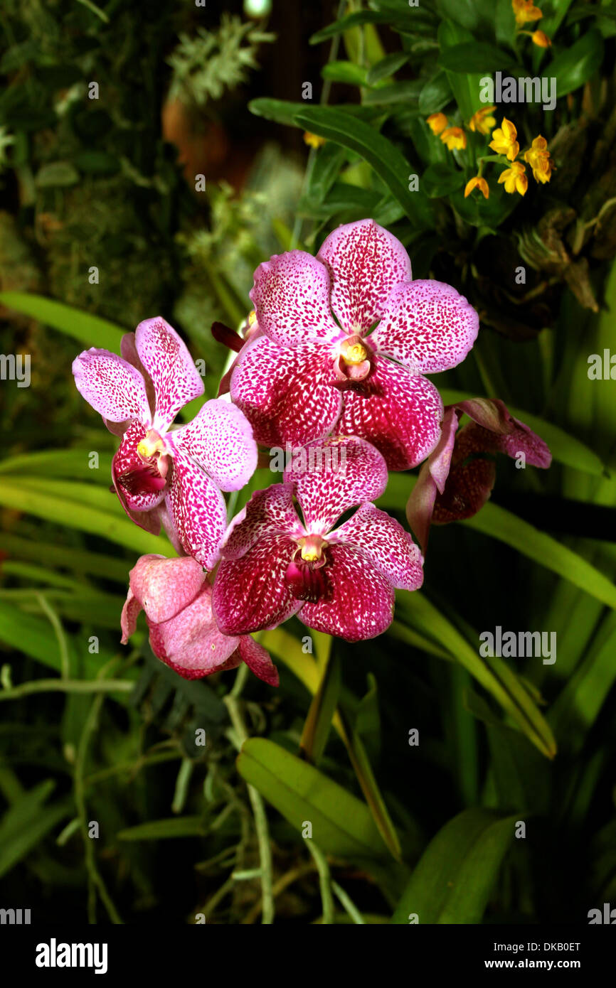Colorful Orchid Species Vanda Brightons Ruby Jewel Bright Spotted Purple and White Picture Stock Photo