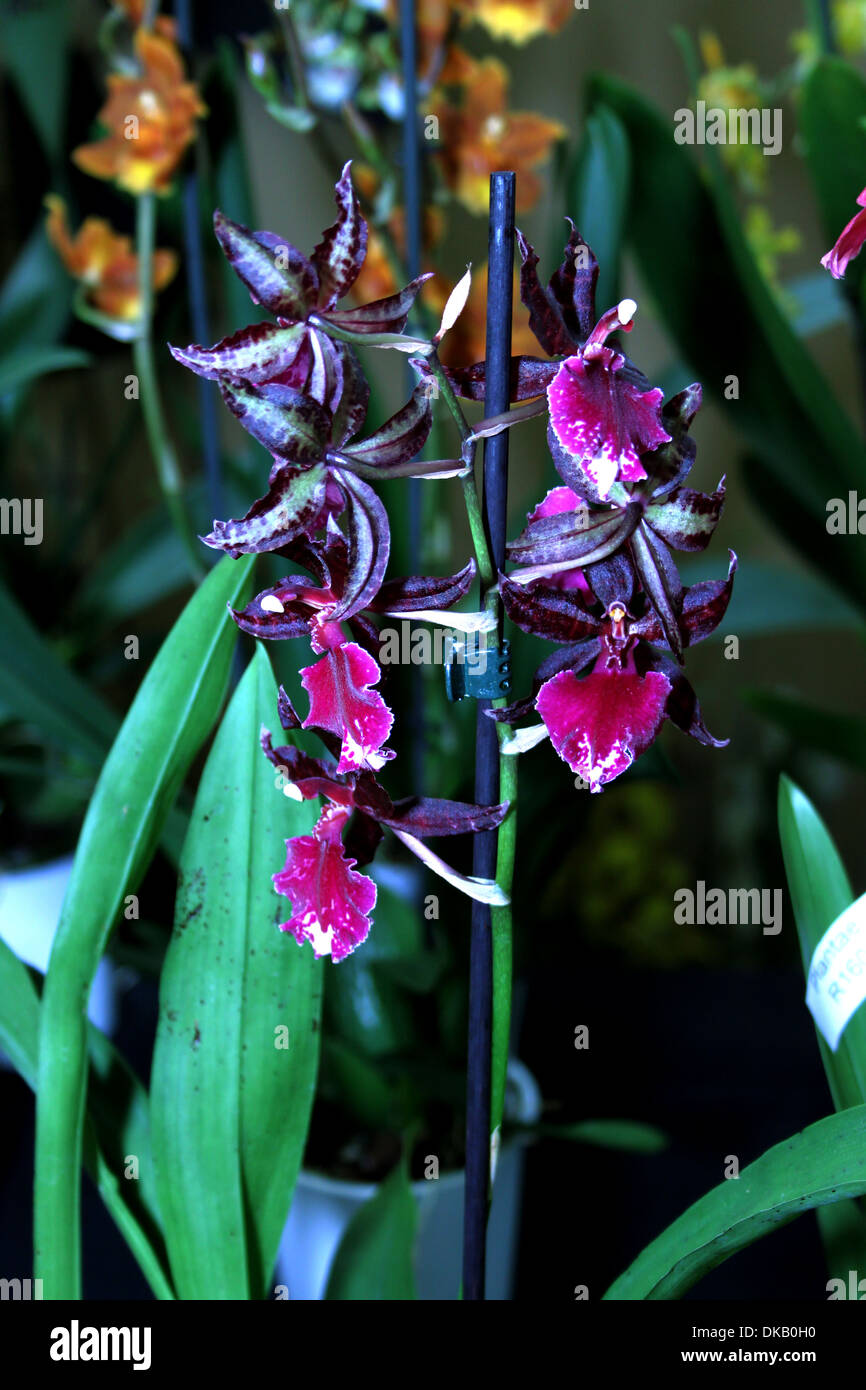 Colorful Orchid Species Zygopetalum KIWI MAGIC Bright Blue and Purple Picture Stock Photo