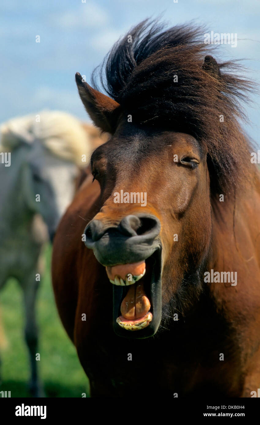 Islandpony wiehert, Island - ponys im Lauf, Icelandic horse, whinny Stock Photo