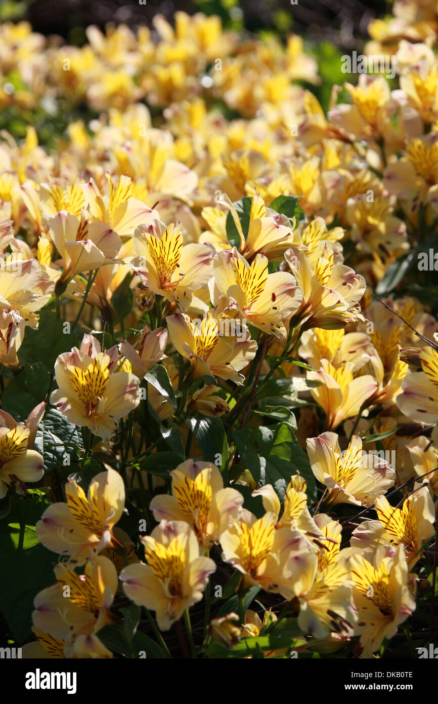 Peruvian Lily or Lily of the Incas, Alstroemeria 'Friendship', Alstroemeriaceae. Stock Photo