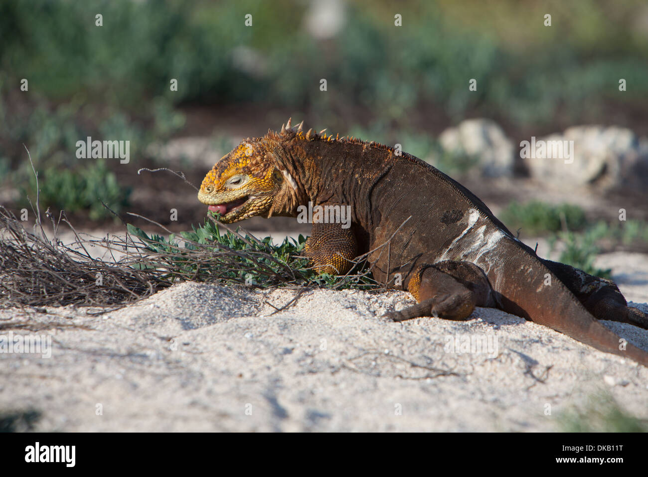Conolophus subchristatus Land Iguana reptilian Stock Photo