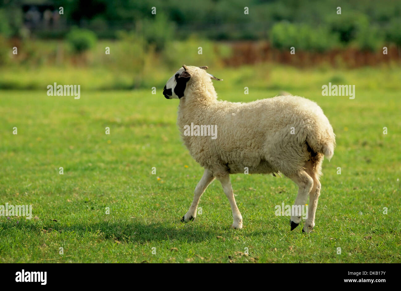 Mongolian sheep, Mongolenschaf (Ovis orientalis f. aries) Stock Photo