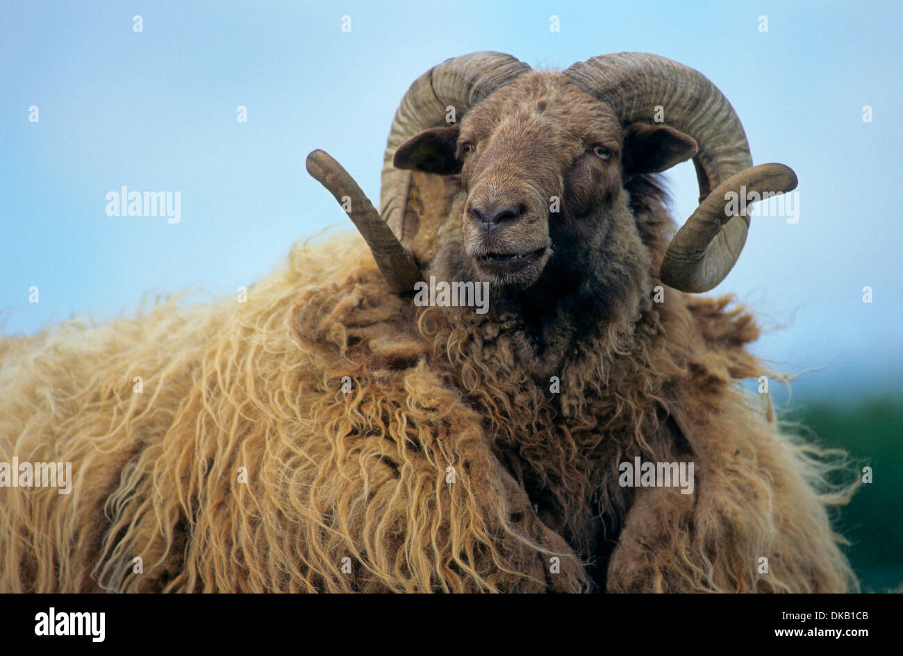 Islandschaf, Icelandic sheep Stock Photo