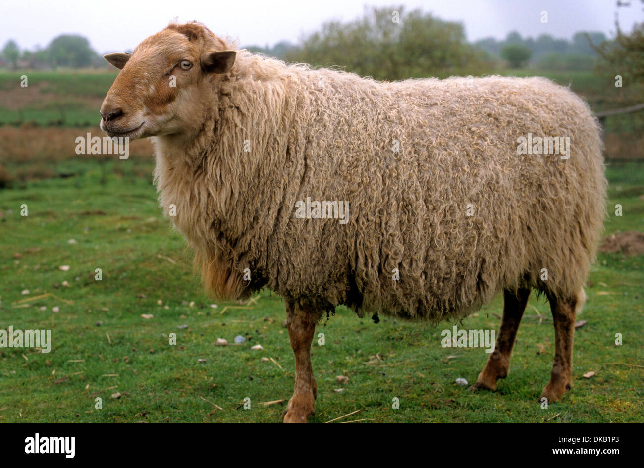 Houtland-Schaf, 200 Tiere weltweit flämisches Waldschaf, Houtland sheep, 200 animals worldwide Flemish forest sheep Stock Photo