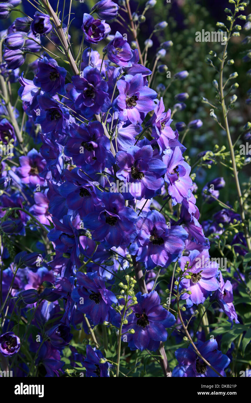 Delphinium "After Midnight", Ranunculaceae. Aka. Larkspur. All parts of