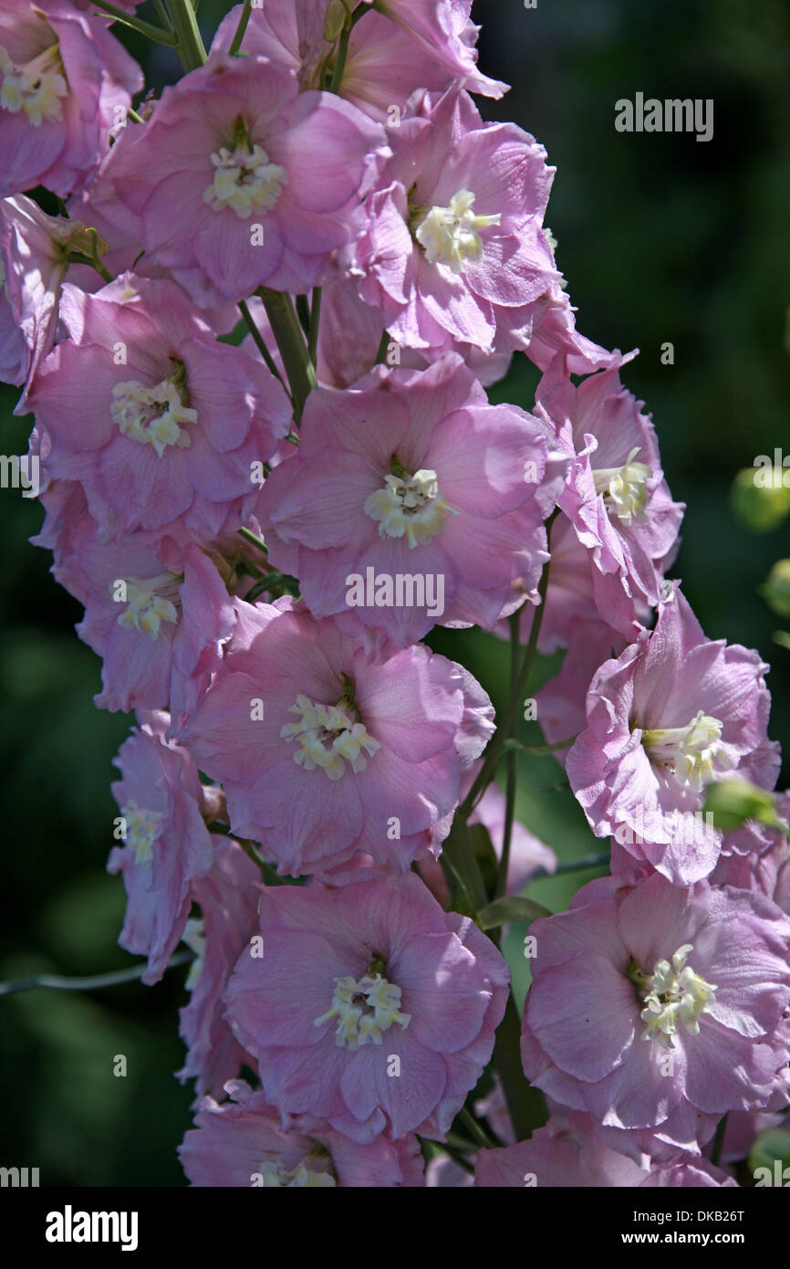Delphinium "Titania", Ranunculaceae. Aka. Larkspur. All parts of these