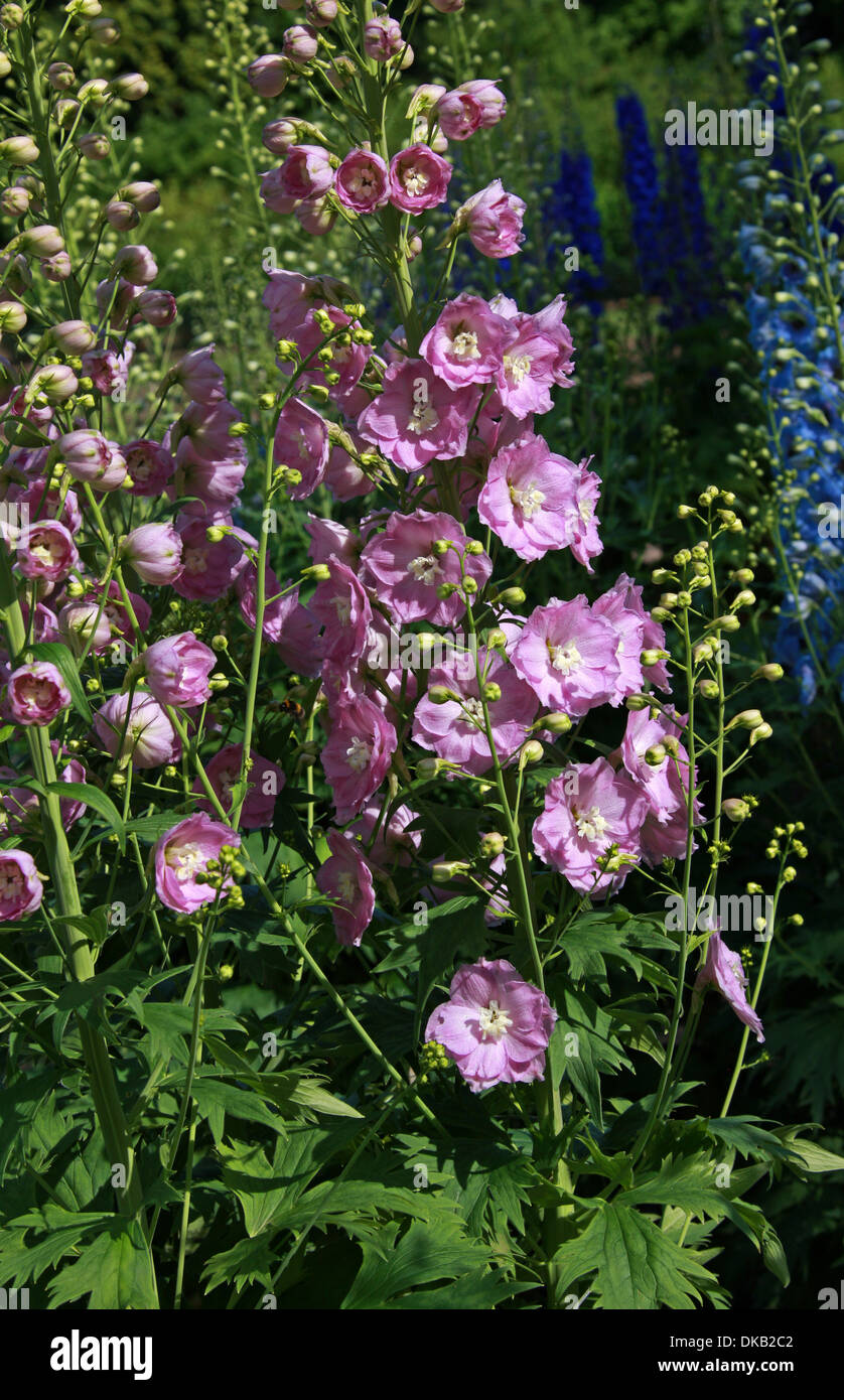 Delphinium "Titania", Ranunculaceae. Aka. Larkspur. All parts of these