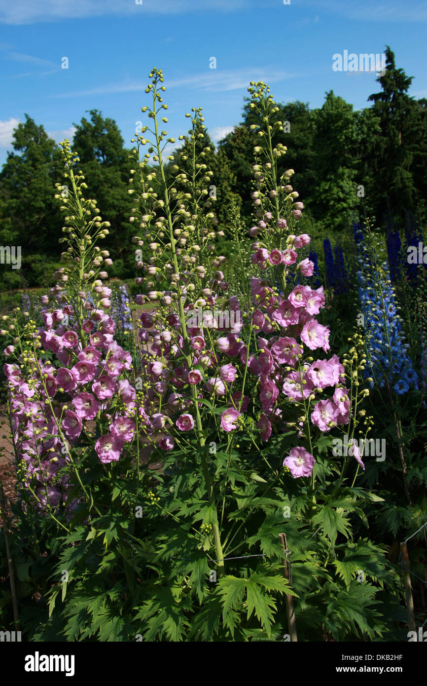 Delphinium 'Titania', Ranunculaceae. Aka. Larkspur. All parts of these plants are considered toxic to humans. Stock Photo