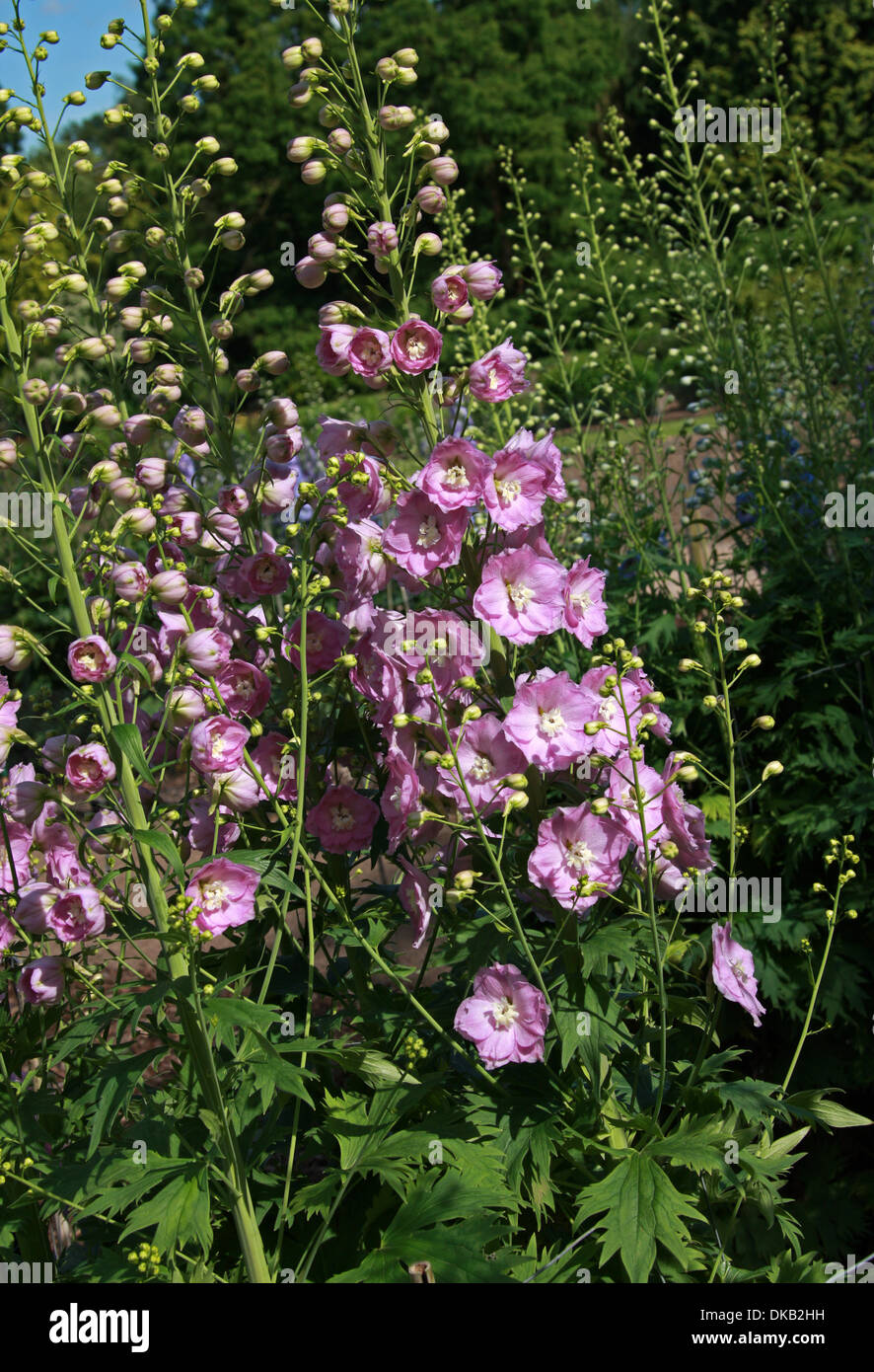 Delphinium "Titania", Ranunculaceae. Aka. Larkspur. All parts of these
