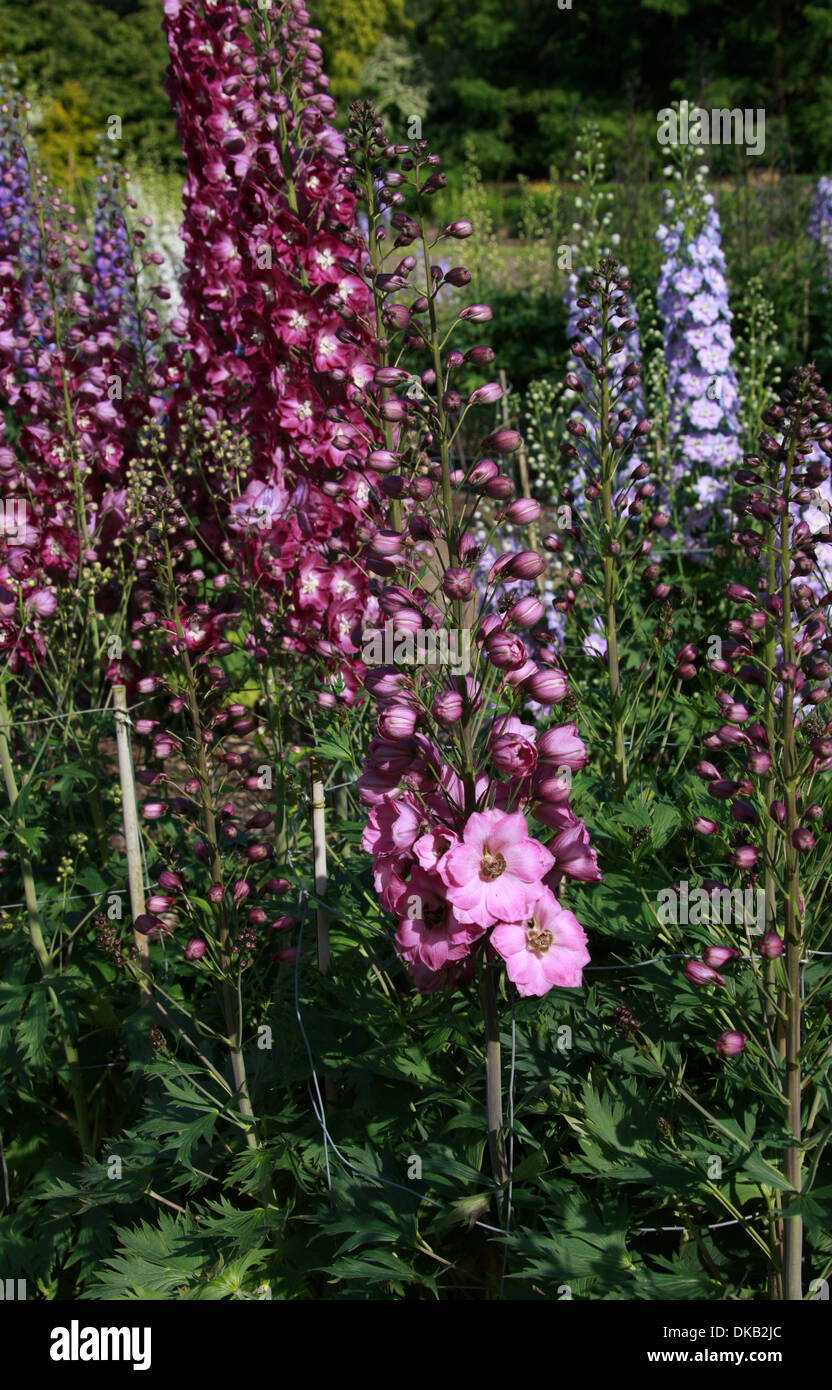 Delphinium 'Sdg GW-6', Ranunculaceae. Aka. Larkspur. All parts of these plants are considered toxic to humans. Stock Photo