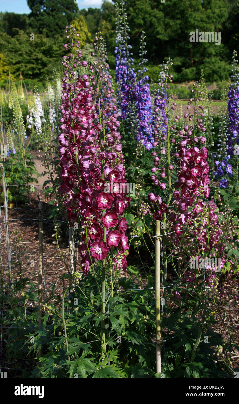 Delphinium "Sdg GW6", Ranunculaceae. Aka. Larkspur. All parts of these
