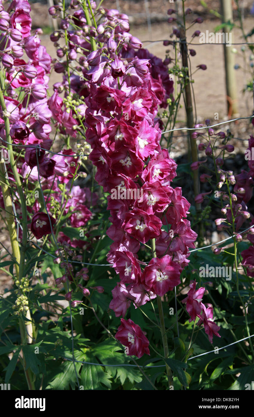 Delphinium 'Sdg GW-6', Ranunculaceae. Aka. Larkspur. All parts of these plants are considered toxic to humans. Stock Photo