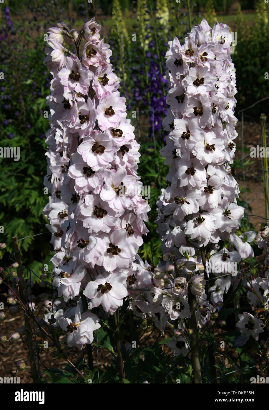 Delphinium 'Jenny Agutter', Ranunculaceae. Aka. Larkspur. All parts of these plants are considered toxic to humans. Stock Photo