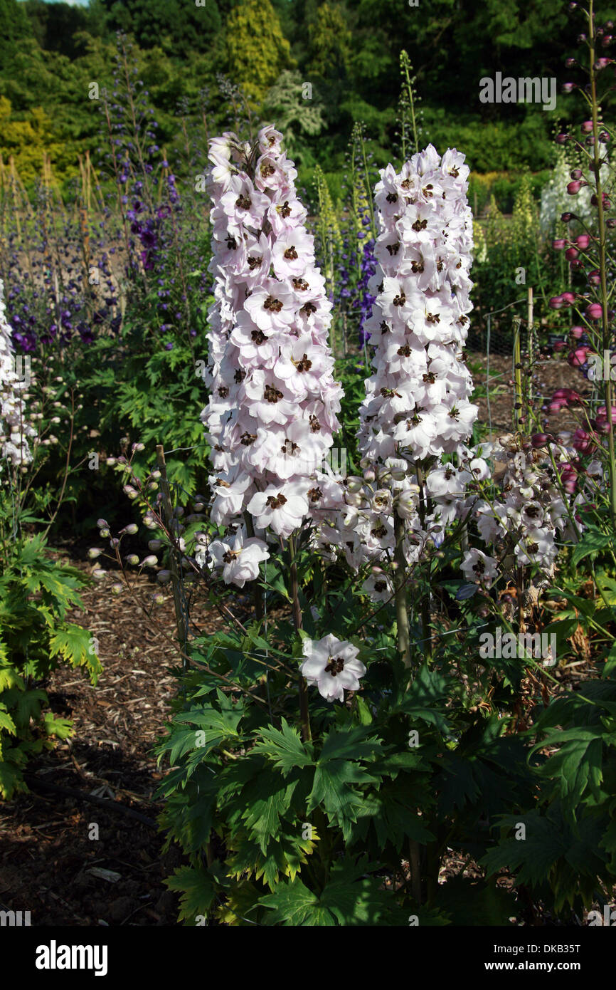 Delphinium 'Jenny Agutter', Ranunculaceae. Aka. Larkspur. All parts of these plants are considered toxic to humans. Stock Photo