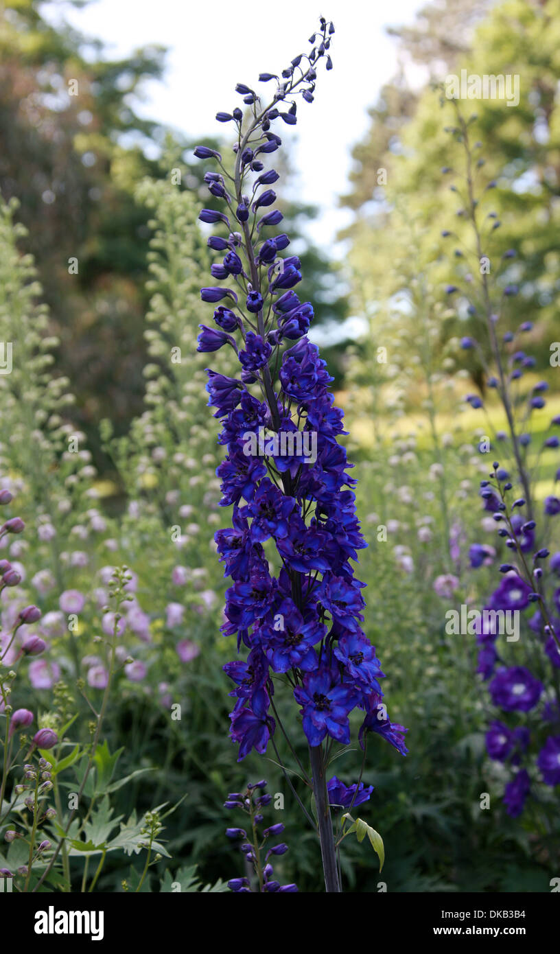 Delphinium 'Faust', Ranunculaceae. Aka. Larkspur. All parts of these plants are considered toxic to humans. Stock Photo