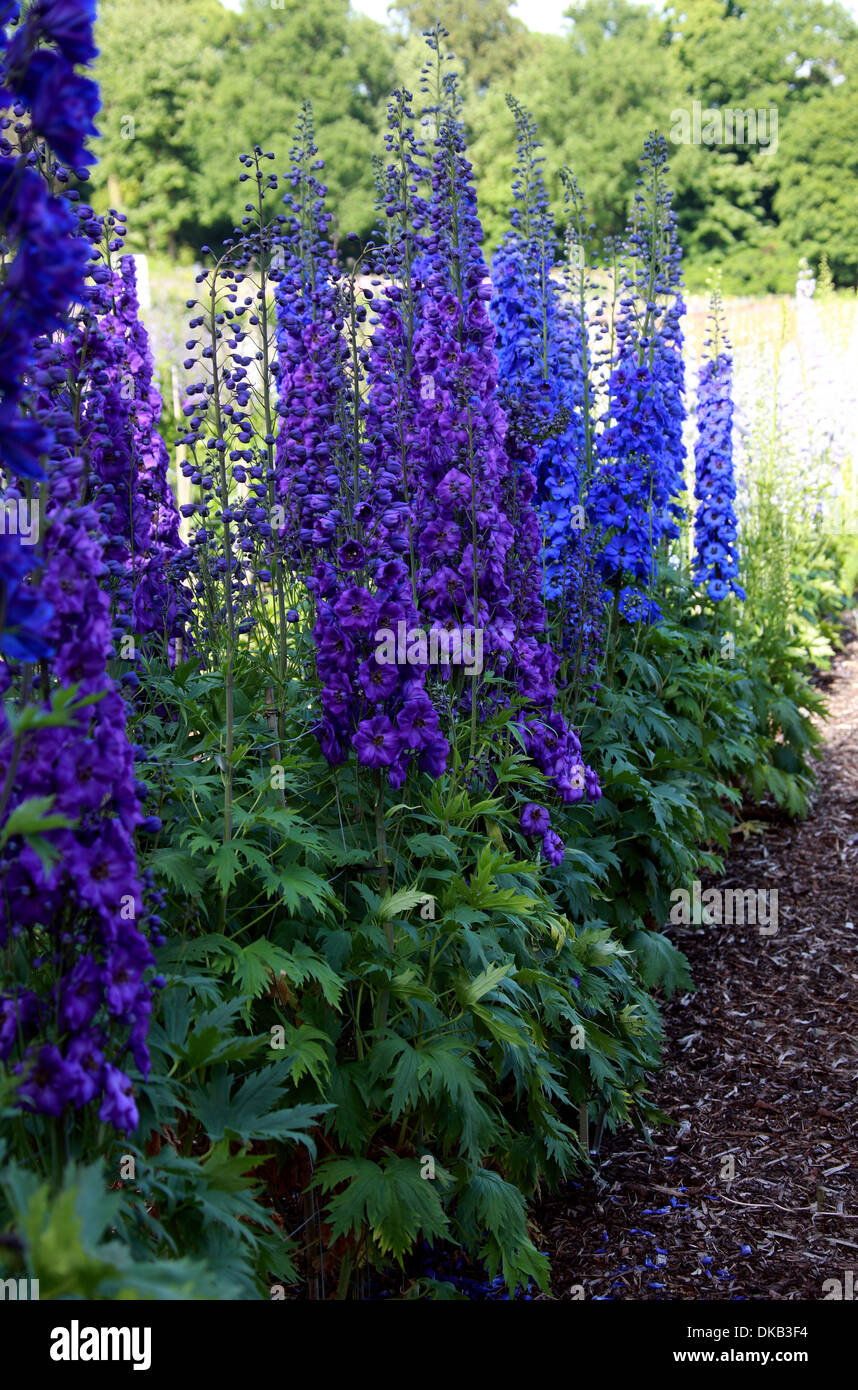 Delphinium 'Faust', Ranunculaceae. Aka. Larkspur. All parts of these plants are considered toxic to humans. Stock Photo